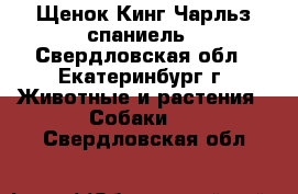 Щенок Кинг Чарльз спаниель - Свердловская обл., Екатеринбург г. Животные и растения » Собаки   . Свердловская обл.